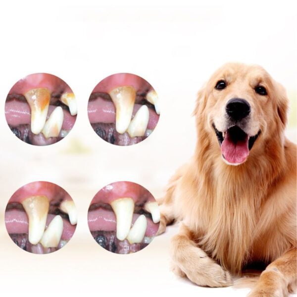 8 Pcsset Pet Teeth Cleaning Tools Dogs 3