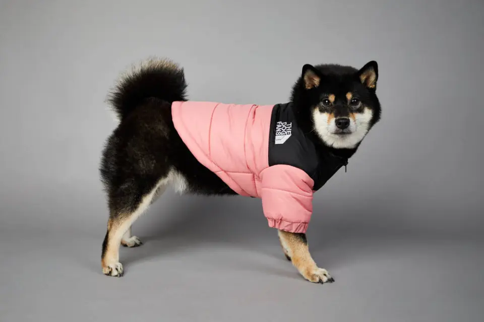 Dog Jacket 1