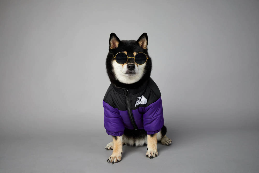 Dog Jacket 12