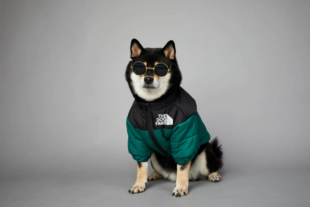 Dog Jacket 5