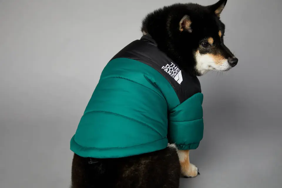 Dog Jacket 6