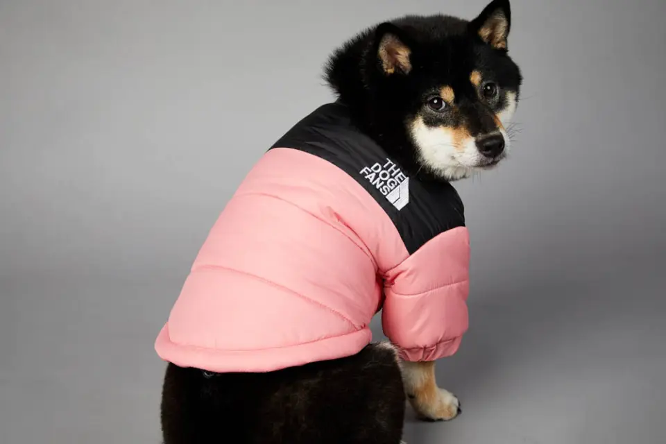 Dog Jacket 7