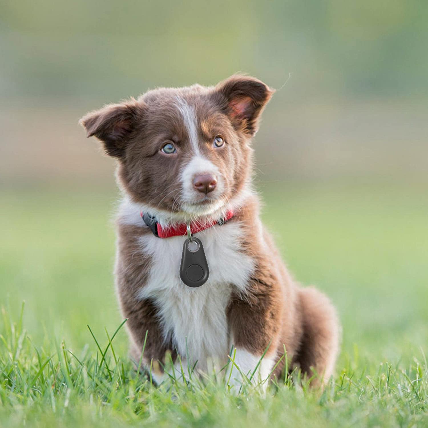 Pet Smart Tracking for Your Pet