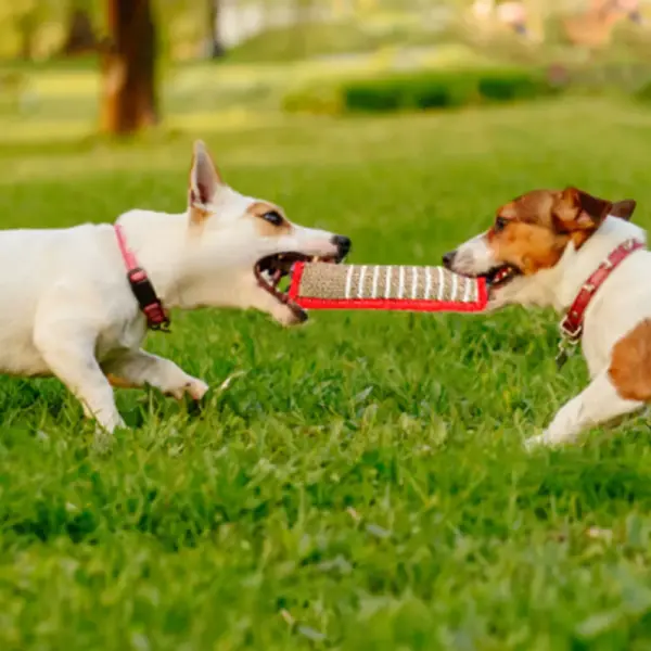 Dog Bite Tug Toy with Dual - Red